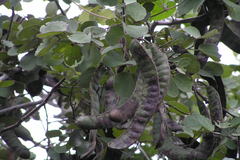 Bauhinia racemosa